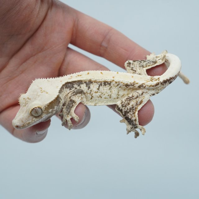 트라이 익스트림할리퀸 화이트포트홀