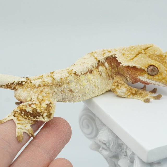 화이트스팟 트라이 익스트림할리퀸