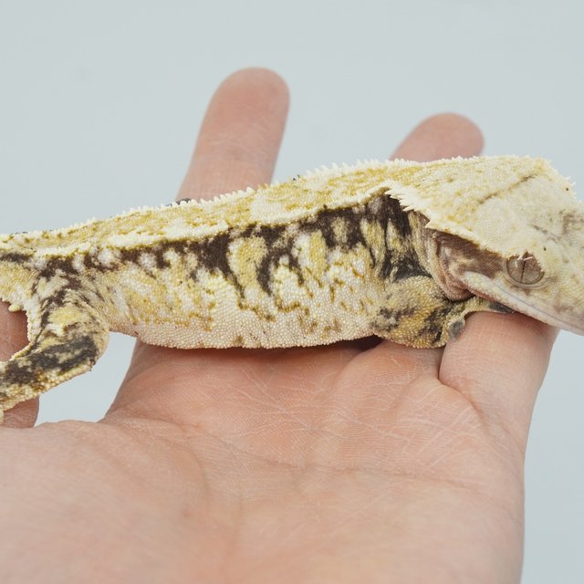 트라이 핀스트라이프 익스트림할리퀸