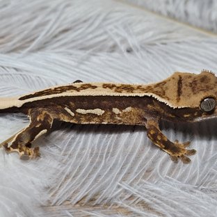 노멀 쿼드 슈퍼스트라이프 풀핀