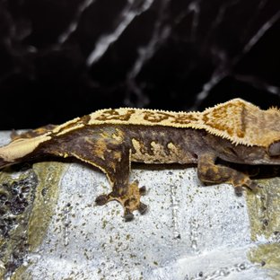 노멀 쿼드 핀스트라이프