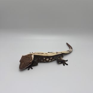 흑랑
