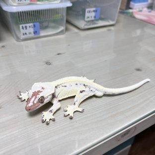 릴리 세이블