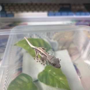 프라푸치노