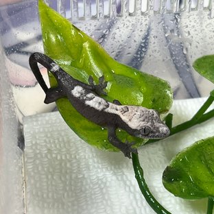 흑랑x황룡