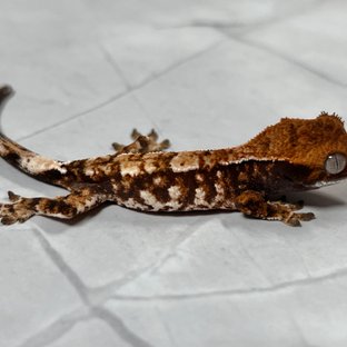 카푸치노 화이트스팟