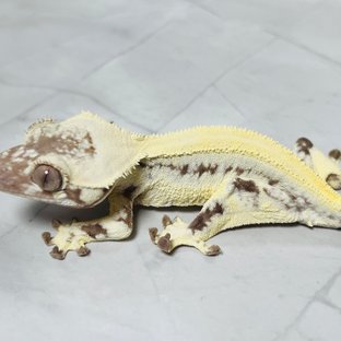 릴리 세이블 솔리드백