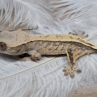 세이블 100%헷아잔틱 트라이