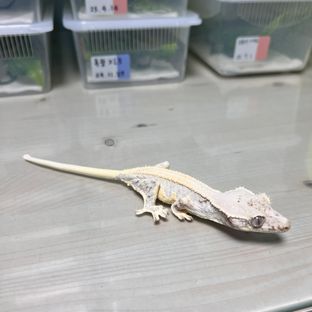 릴리화이트