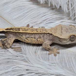 100%헷아잔틱 풀핀 쿼드