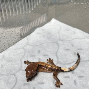 세이블 트라이