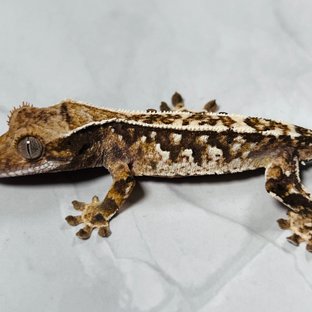 카푸치노 화이트스팟