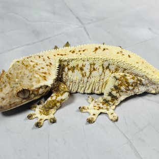 트라이 릴리화이트