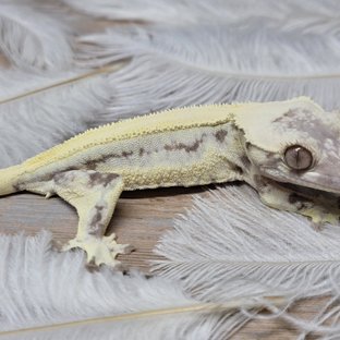 릴리 세이블 솔리드백