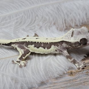 릴잔틱 아잔틱 프라푸치노 카푸치노