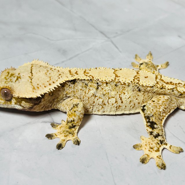 트라이 드리피 화이트스팟