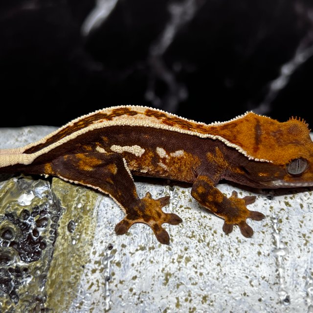 노멀 쿼드 슈퍼스트라이프 풀핀