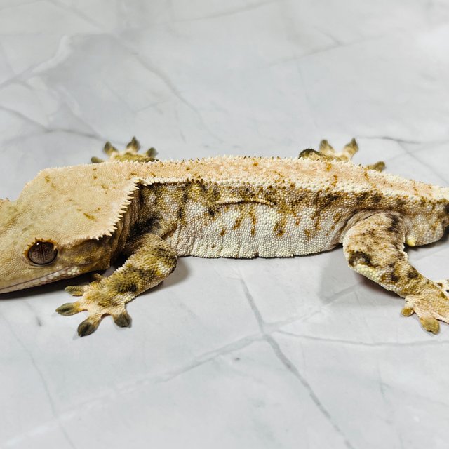 트라이 드리피 화이트스팟