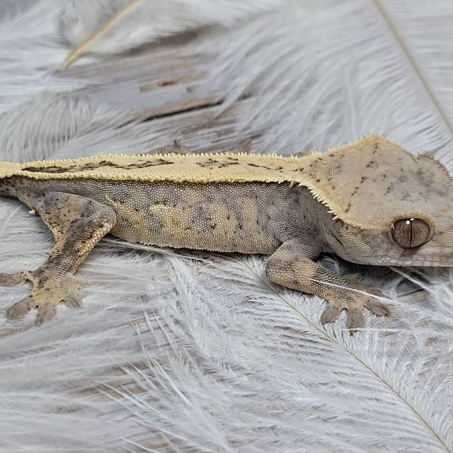 세이블 풀핀 100%헷아잔틱