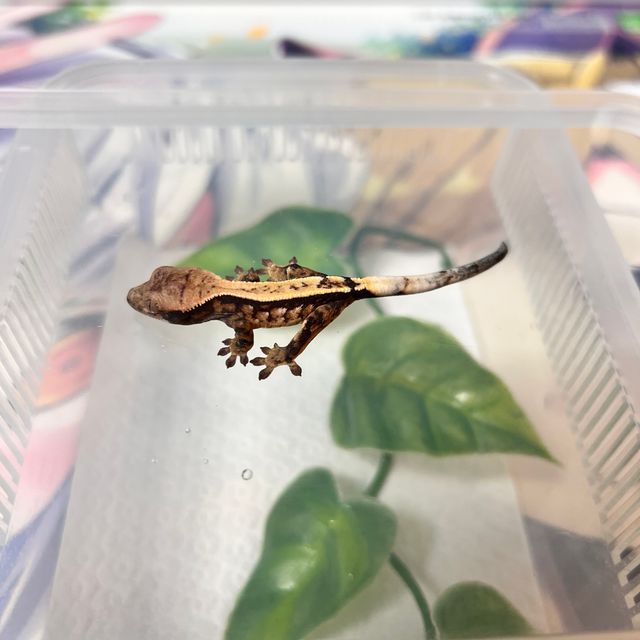 세이블