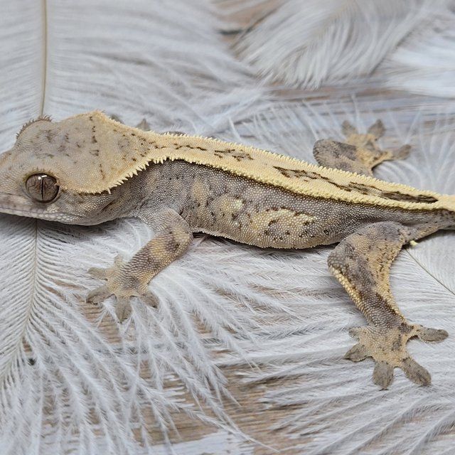 세이블 풀핀 100%헷아잔틱