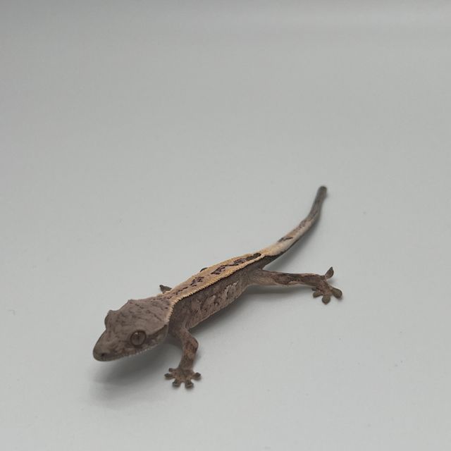 세이블 풀핀