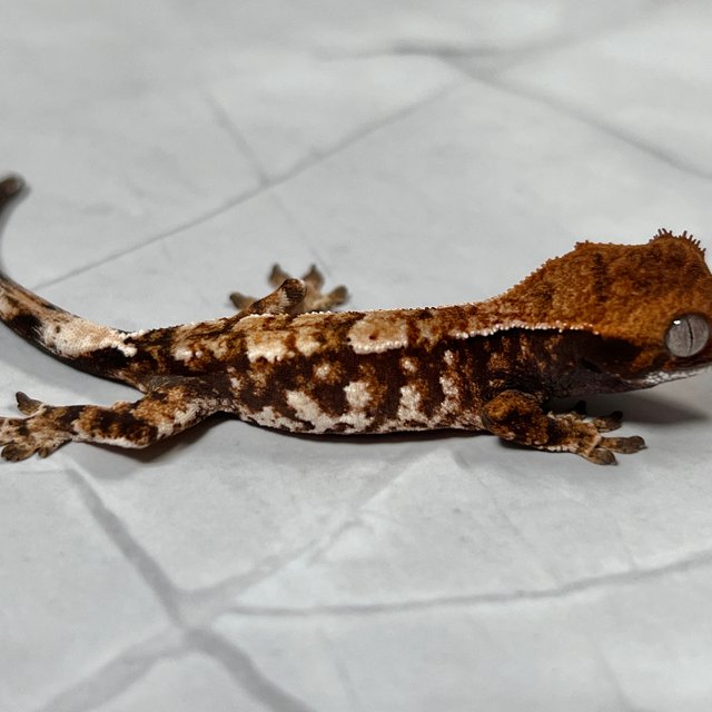 카푸치노 화이트스팟