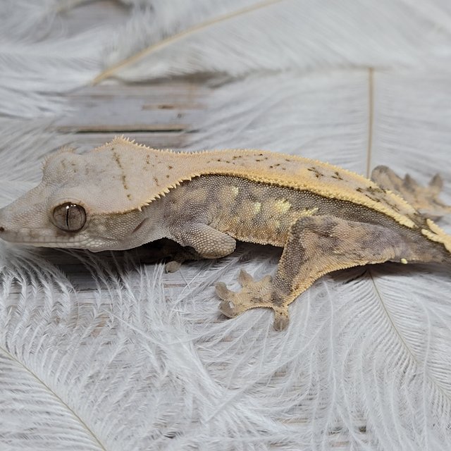 세이블 100%헷아잔틱