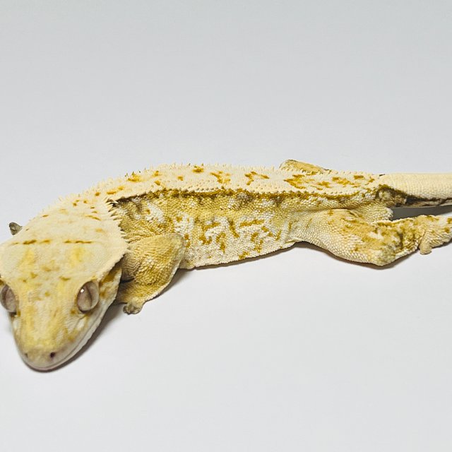 트라이 드리피 화이트스팟