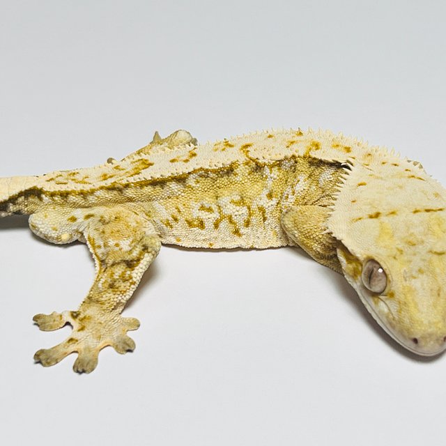 트라이 드리피 화이트스팟