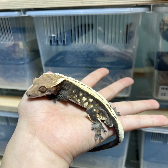 세이블 드리피