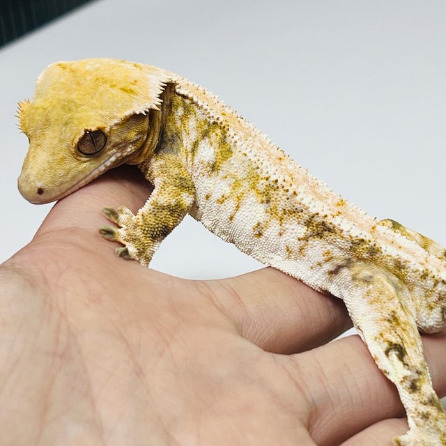 트라이 드리피 화이트스팟