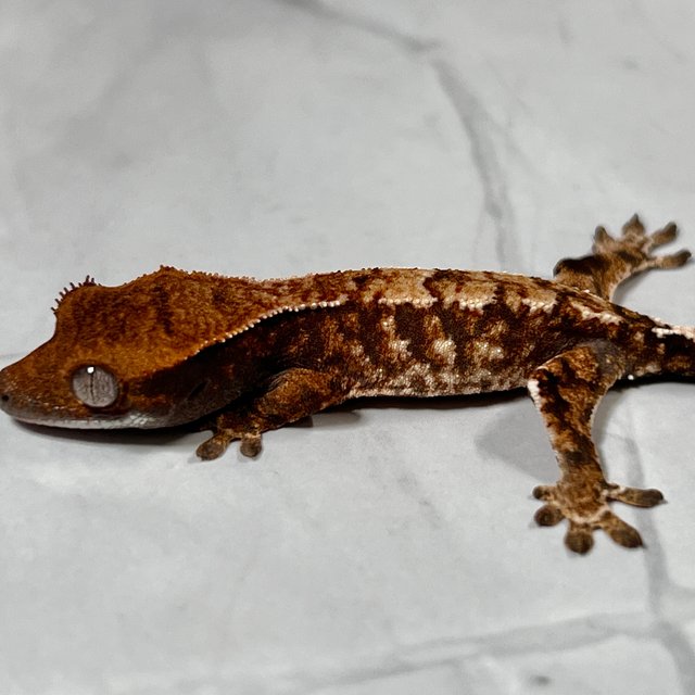 카푸치노 화이트스팟