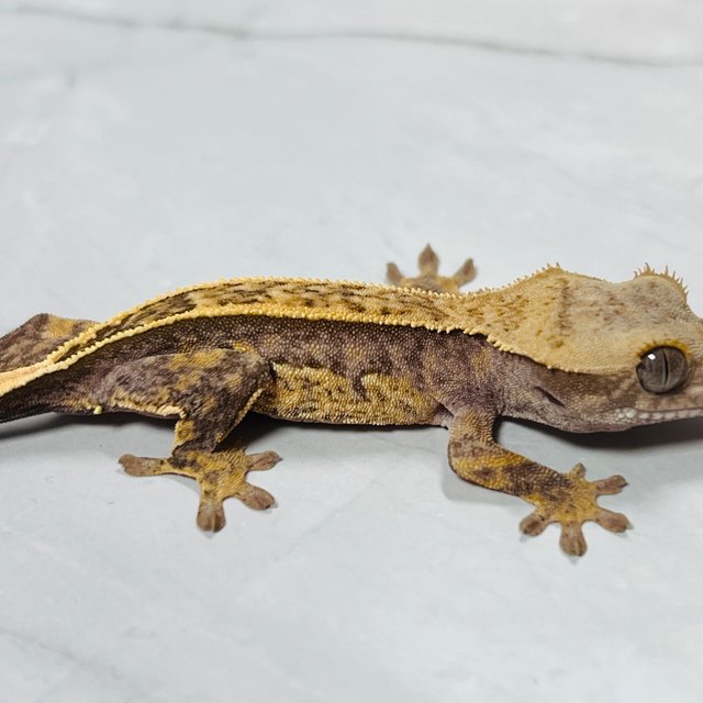 100%헷아잔틱 풀핀 쿼드