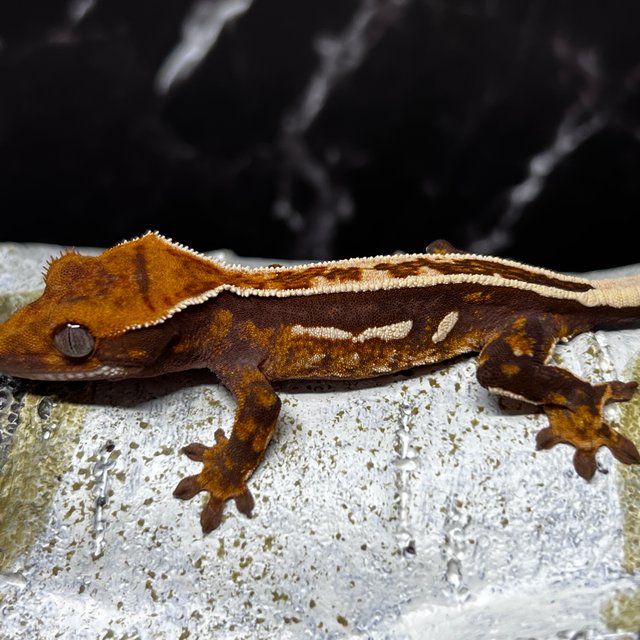 노멀 쿼드 슈퍼스트라이프 풀핀