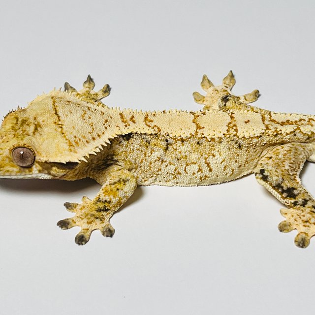 트라이 드리피 화이트스팟