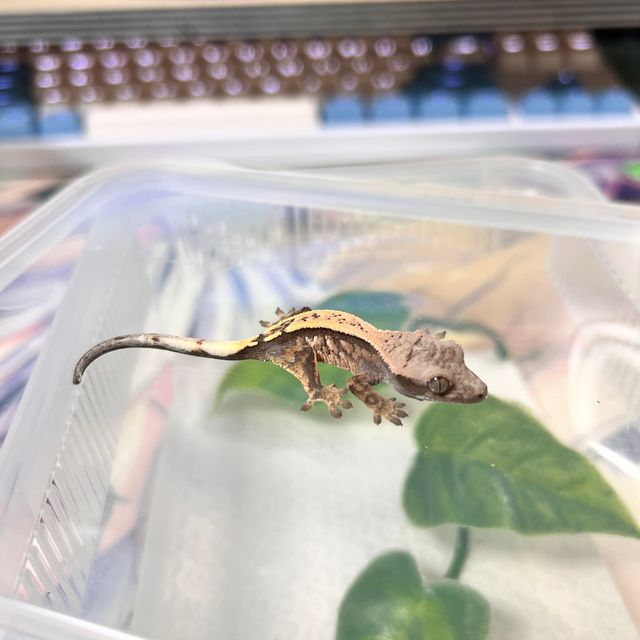 세이블