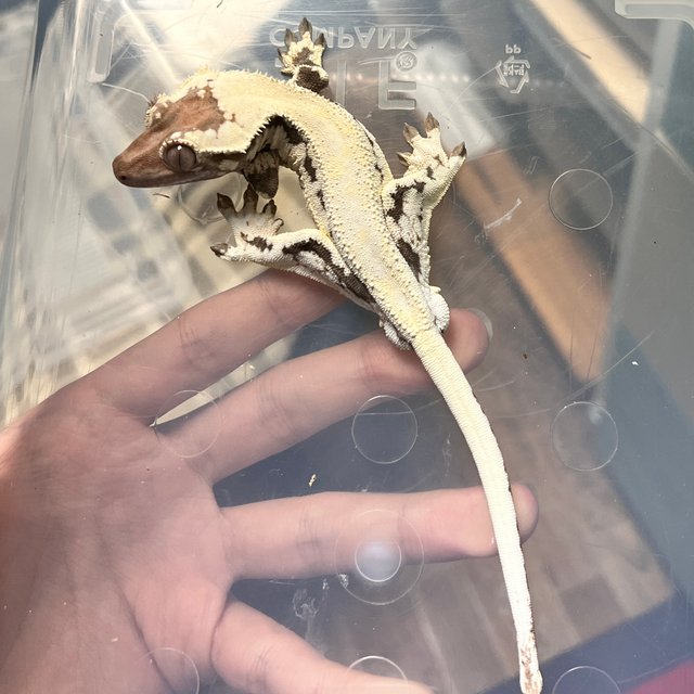 프라푸치노 100%헷아잔틱