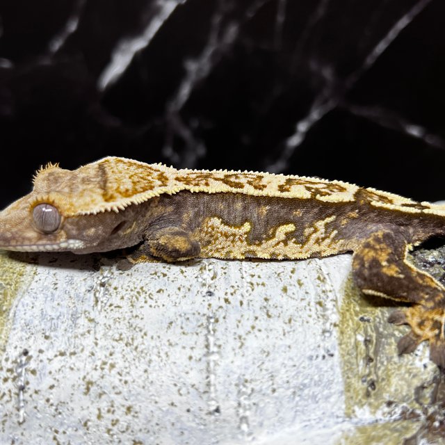 노멀 쿼드 핀스트라이프