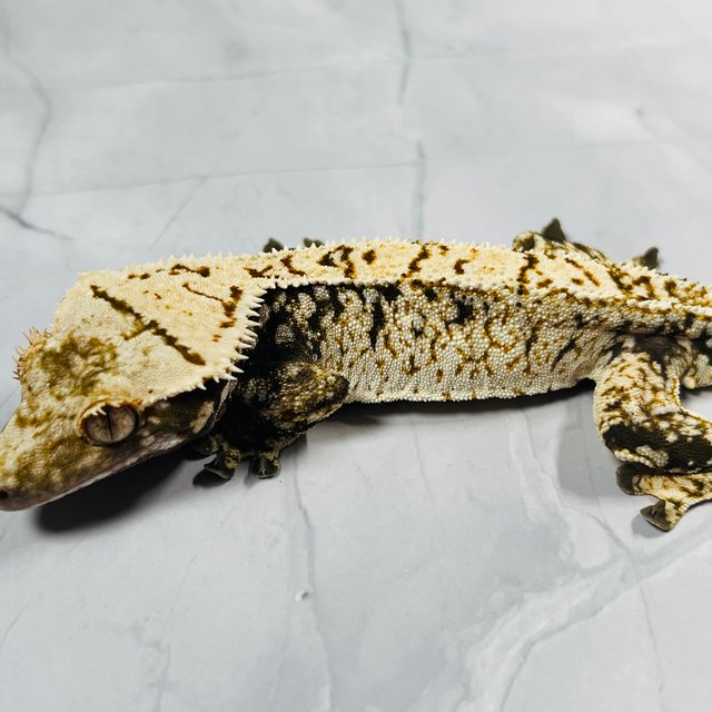 트라이 드리피 화이트스팟