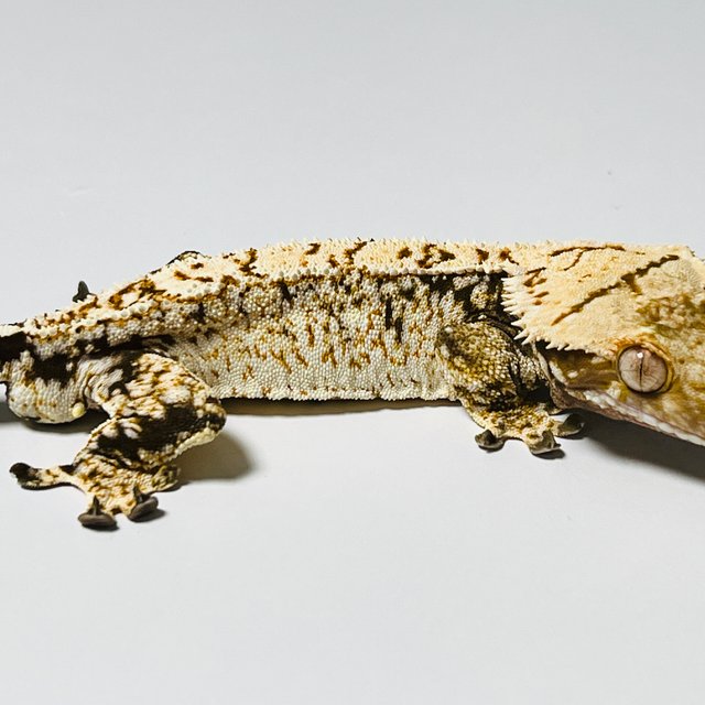 트라이 드리피 화이트스팟