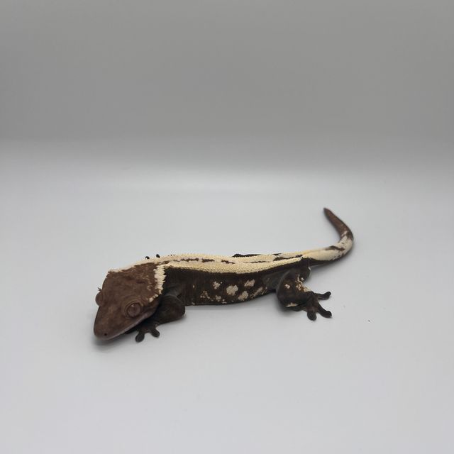 세이블 드리피