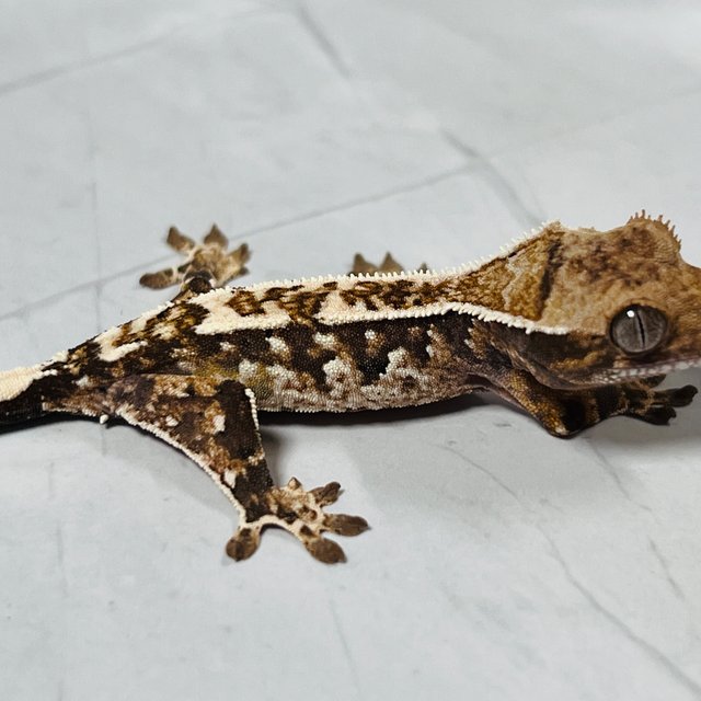 카푸치노 화이트스팟