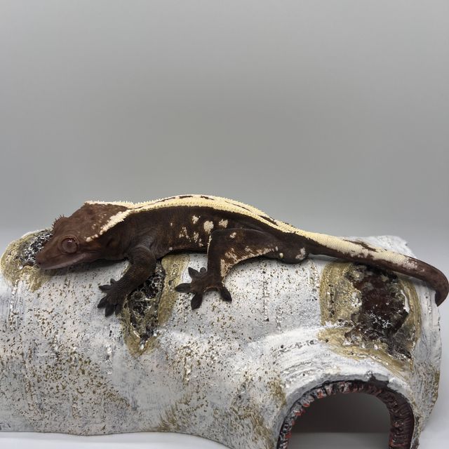 세이블