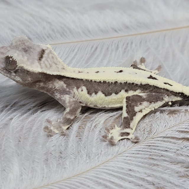 릴잔틱 아잔틱 프라푸치노 카푸치노