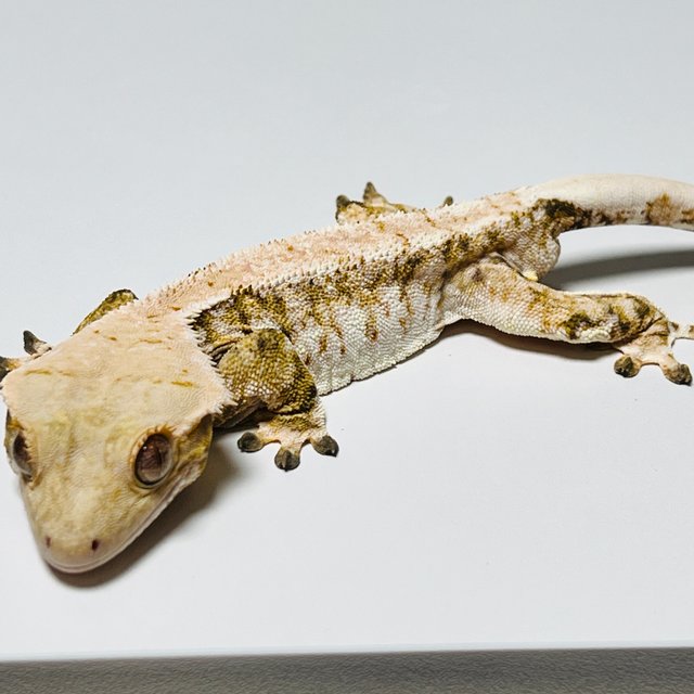 트라이 드리피 화이트스팟