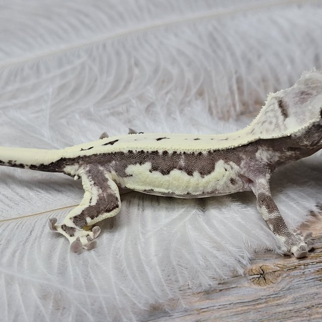 릴잔틱 아잔틱 프라푸치노 카푸치노