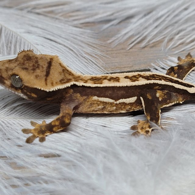 노멀 쿼드 슈퍼스트라이프 풀핀