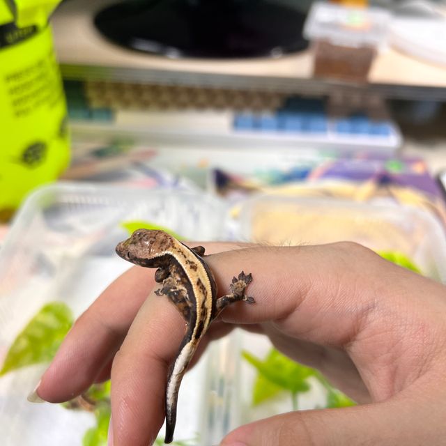 세이블 풀핀