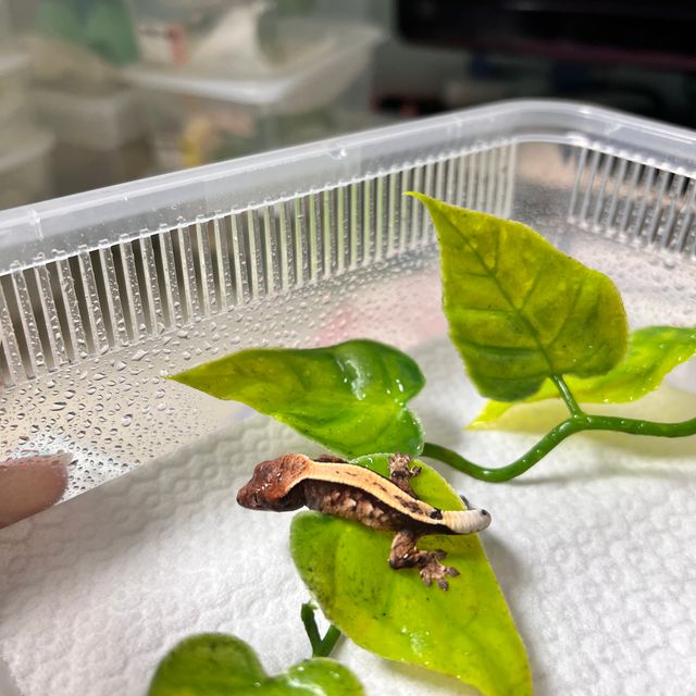 세이블